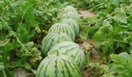 新泰大瓜爆料视频最新,揭秘惊人内幕，真相令人震惊！